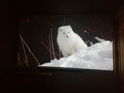 IMG_20210308_114953_BURST001_COVER