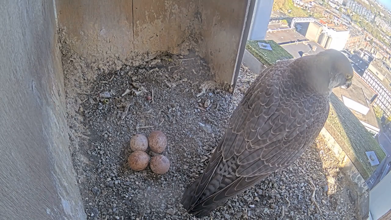 Schermafbeelding 2026 04 08 093412