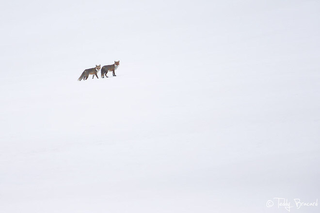 https://i.postimg.cc/Z0k6vqkH/teddy-bracard-photographe-animalier6.jpg