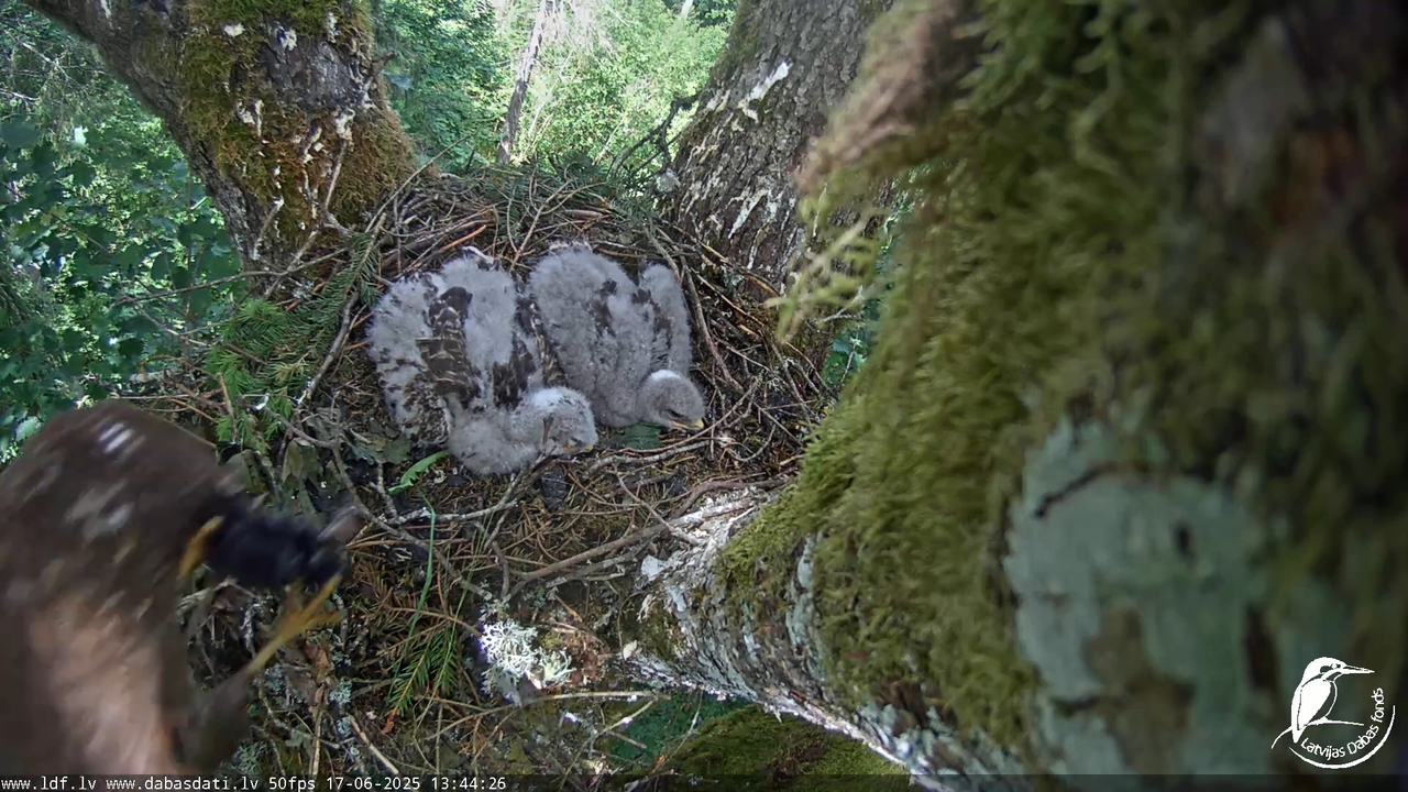 Melnās klijas (Milvus migrans) Kurzemē_ peļu klijāni (Buteo buteo) 12-40-48 screenshot