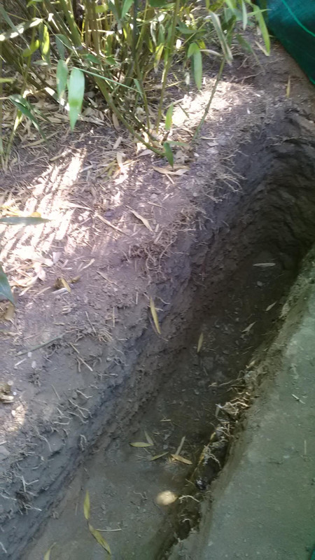 photo tranchée bambou