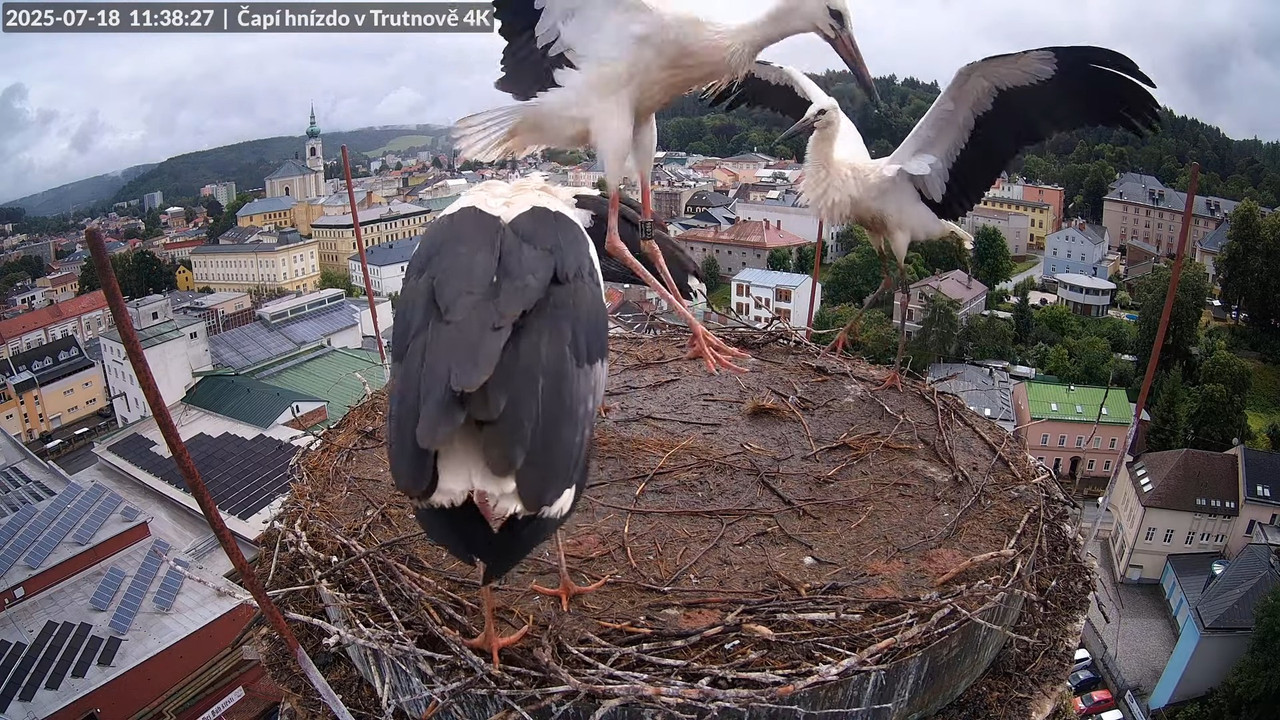 Tiešraide no stārķa ligzdas uz alus darītavas skursteņa Trutnovā 13-32-0 screenshot
