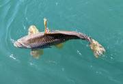 [Image: Big-carp.jpg]