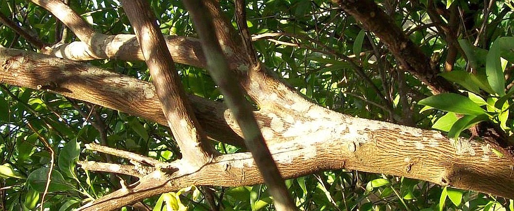satsuma-bark-scale