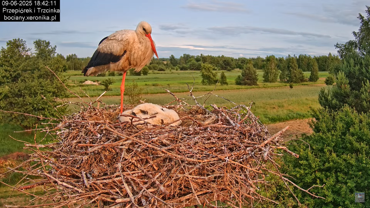 09062025bociany37