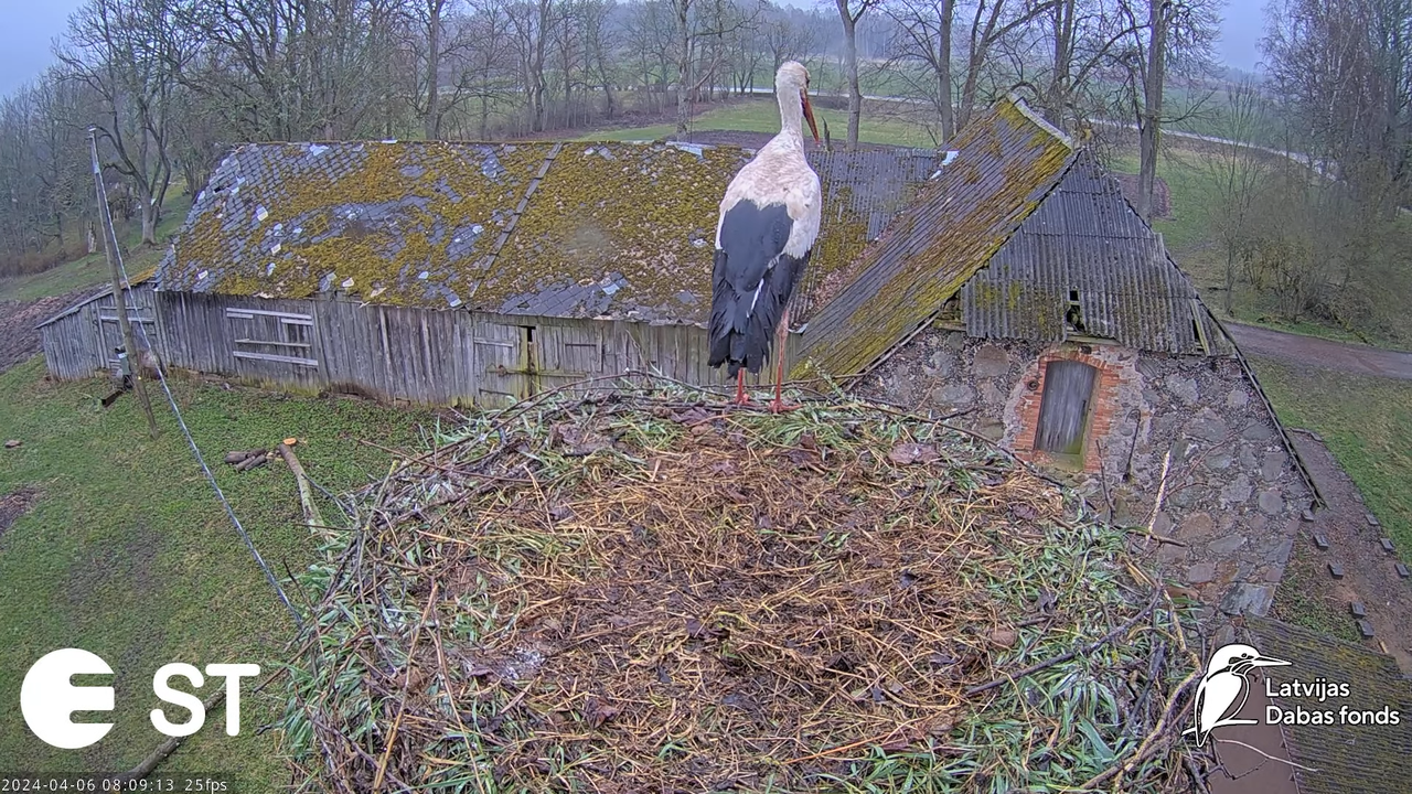 Baltie stārķi (Ciconia ciconia) Tukuma novadā - LDF tiešraide __ White storks in Tukums, Latvia 11-1