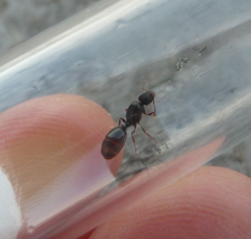 1007-Leptothorax1.jpg