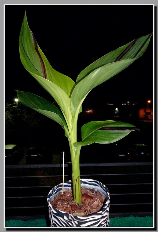 Kleopatra  liście   10-04-21    ab KOPIA    KK FOR