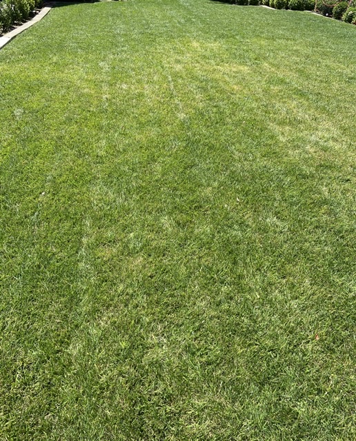 Yellowing in dwarf fescue Lawn Care Forum