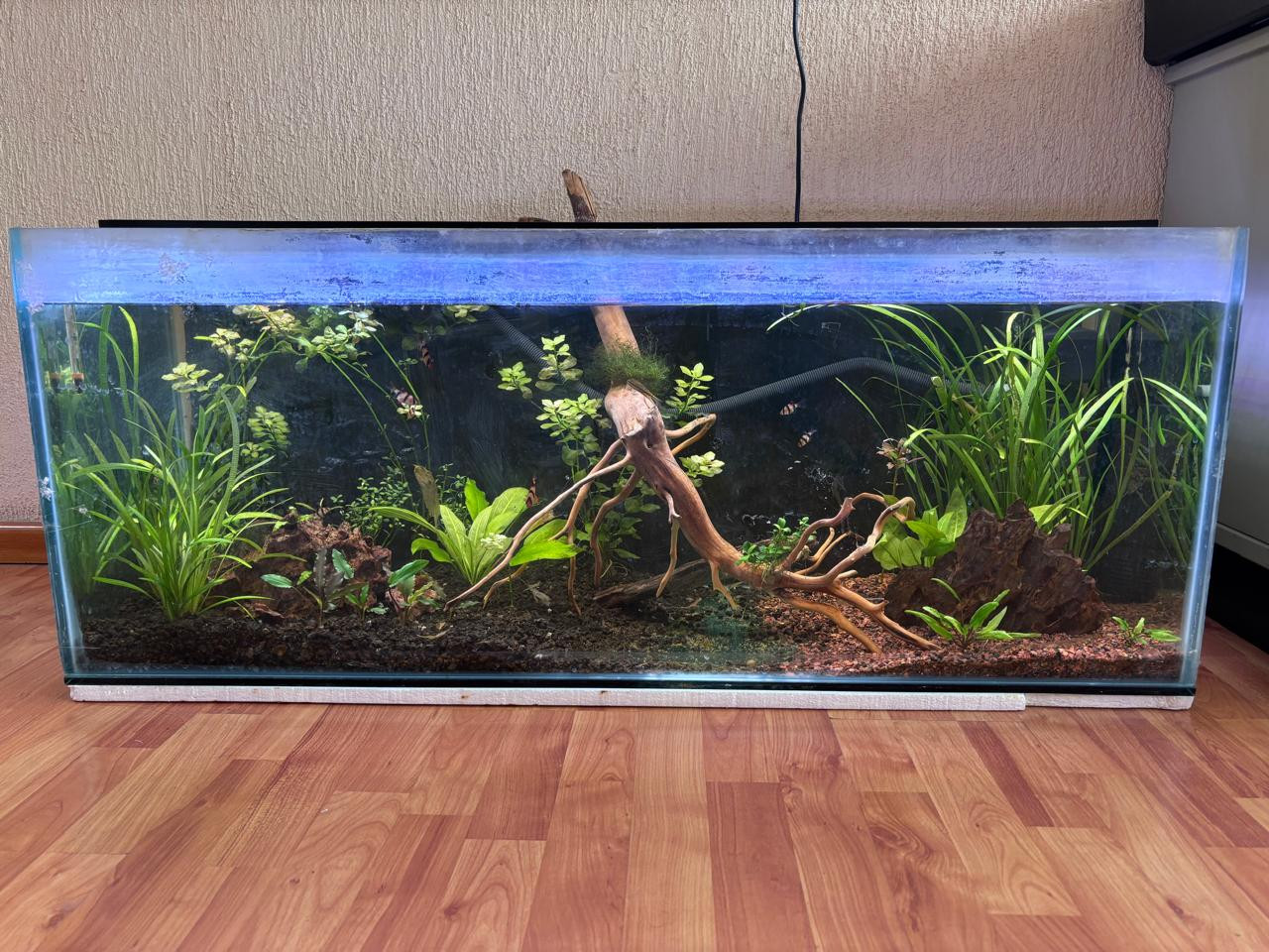 acuario-3.jpg