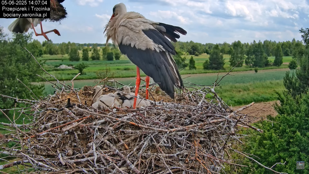 05062025bociany33