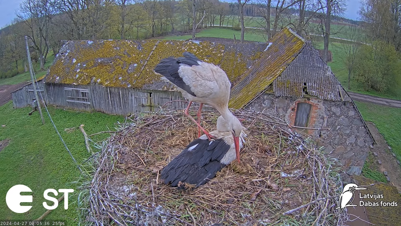 Baltie stārķi (Ciconia ciconia) Tukuma novadā - LDF tiešraide __ White storks in Tukums, Latvia 11-5