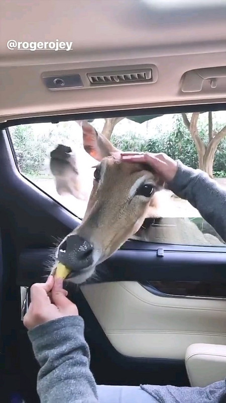 Roger Danuarta saat memberi makan rusa.