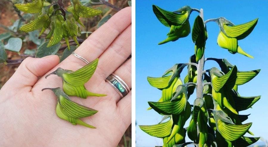 Интересные факты про Зелёный цветок колибри - удивительная Crotalaria cunninghamii Интересные факты про Зелёный цветок колибри - удивительная Crotalaria cunninghamii