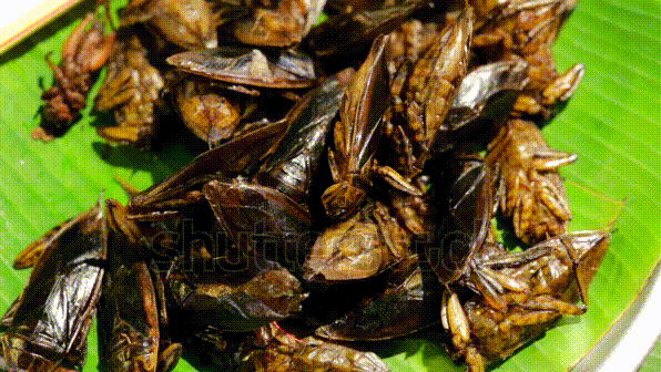 stock-footage-fried-cockroaches-on-the-thai-market-closeup.gif