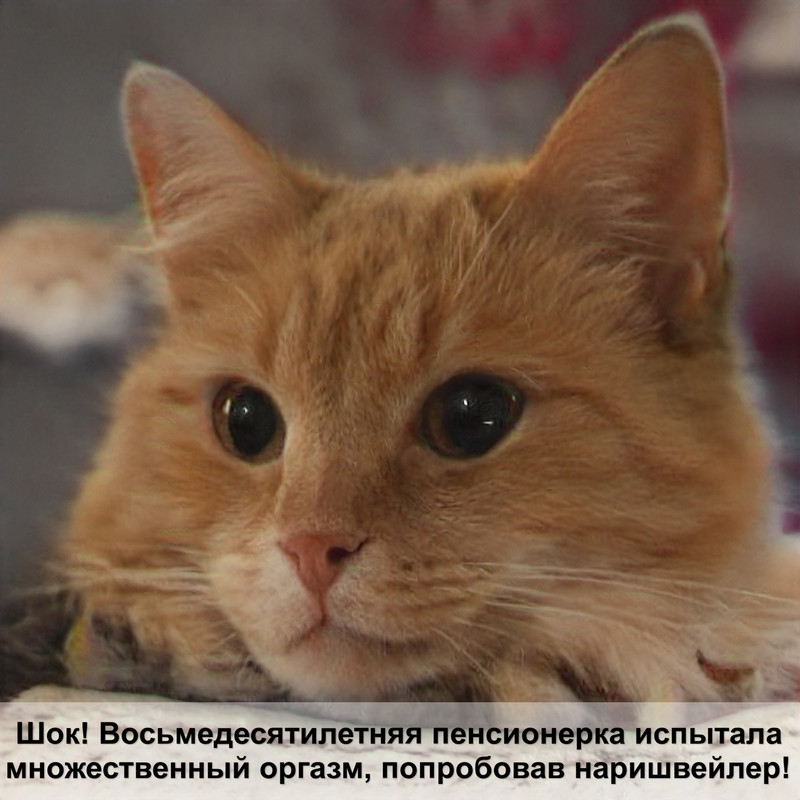 самые страшные коты в мире