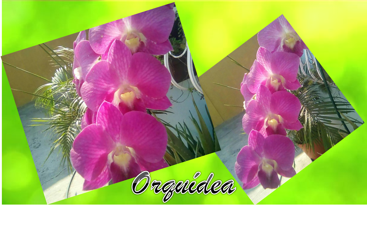 ORQUIDEA-1.png