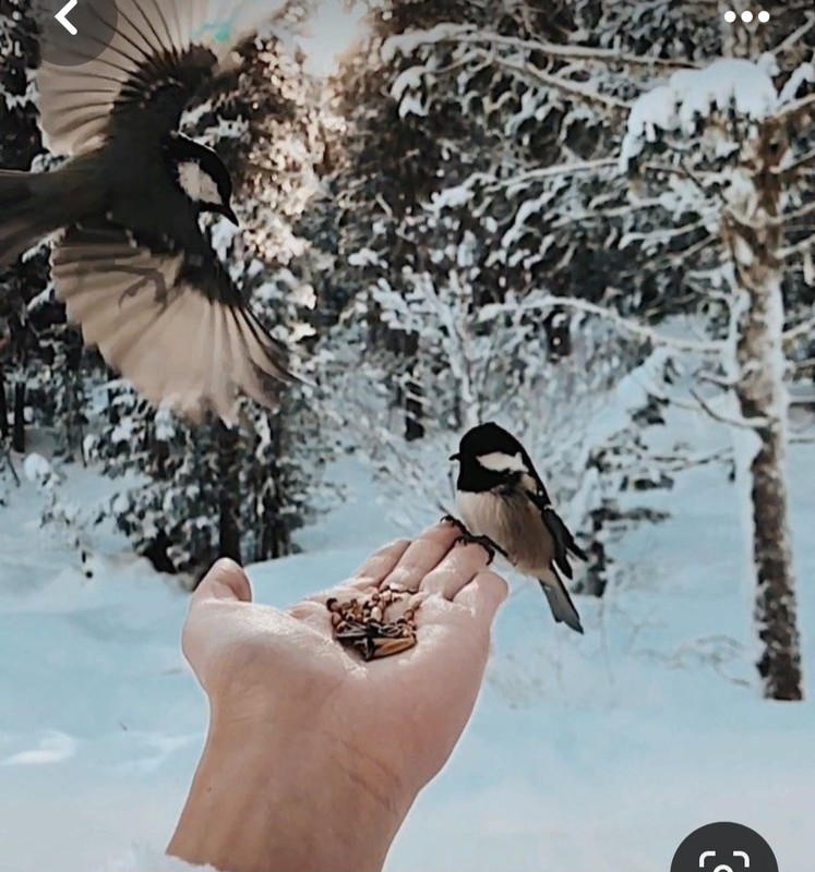 Screenshot_20231124_225420_Pinterest