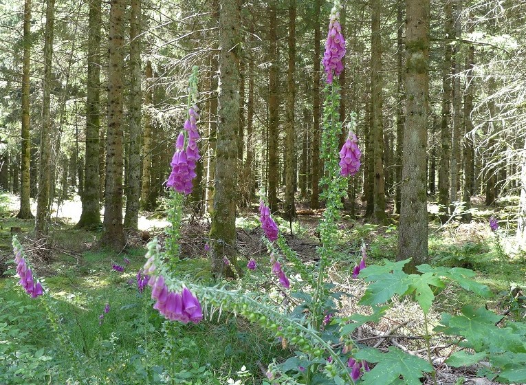 P1090229.jpg