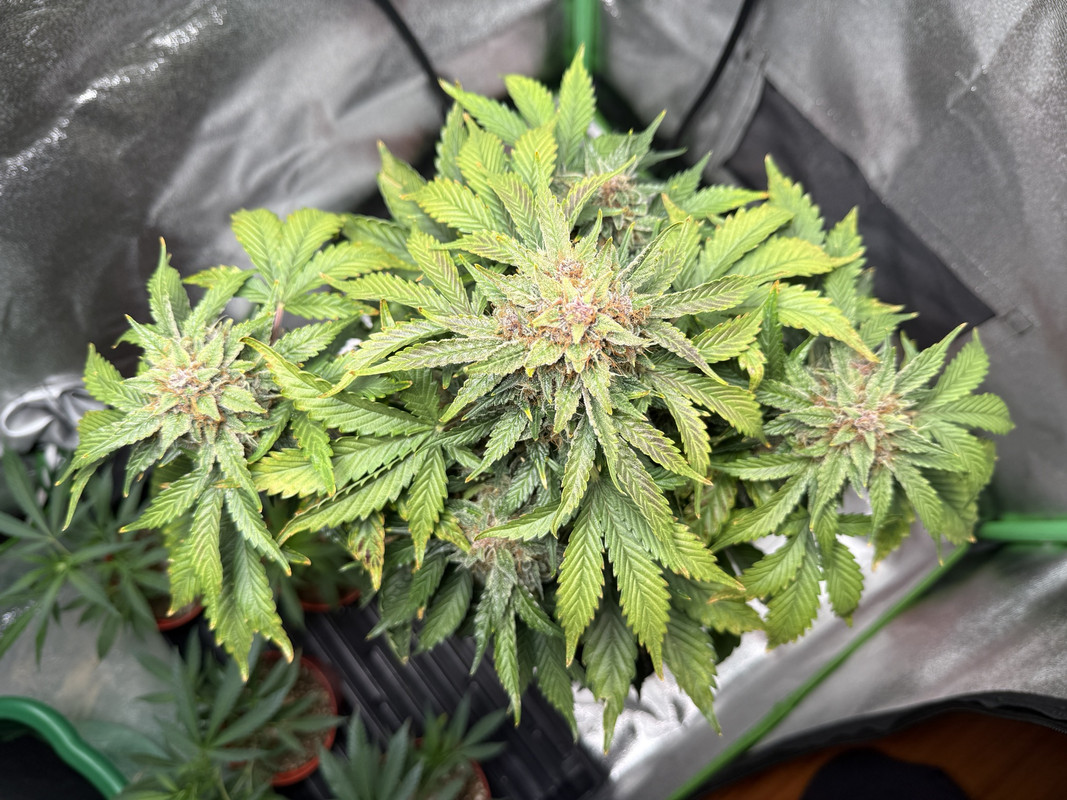 C0DD0060-F105-49F3-9263-132A325AD732