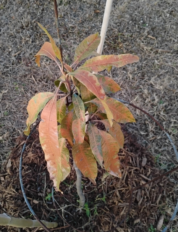 IMG 20260203 182701225 2