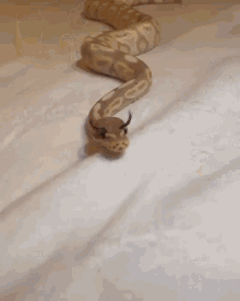 snake-eyelashes.gif