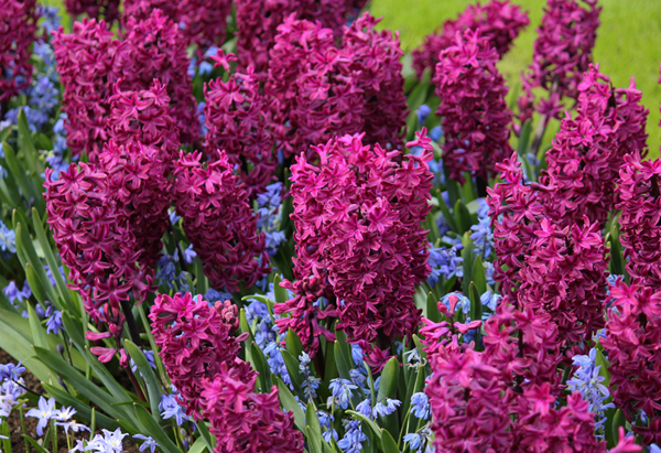 magenta-woodstock.jpg