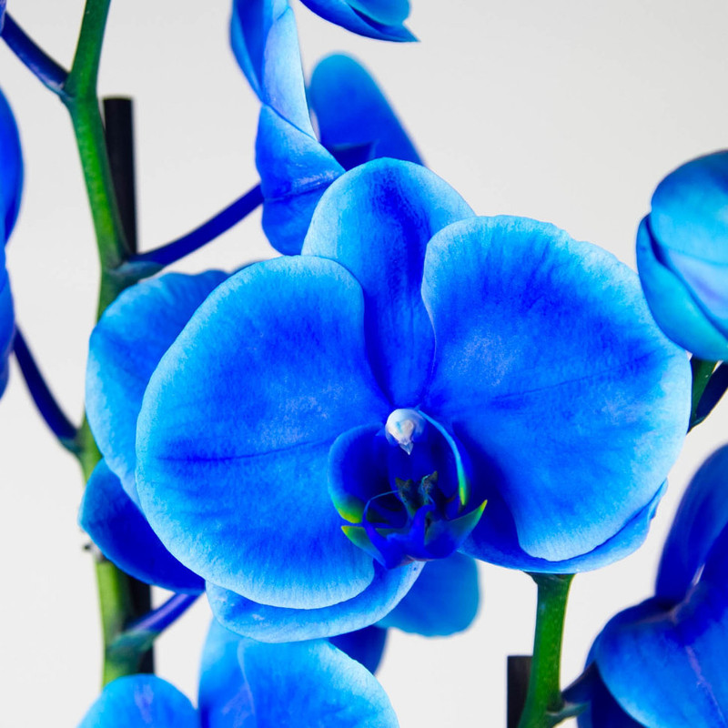 Формы и оттенки синих орхидей что они говорят о характере человека