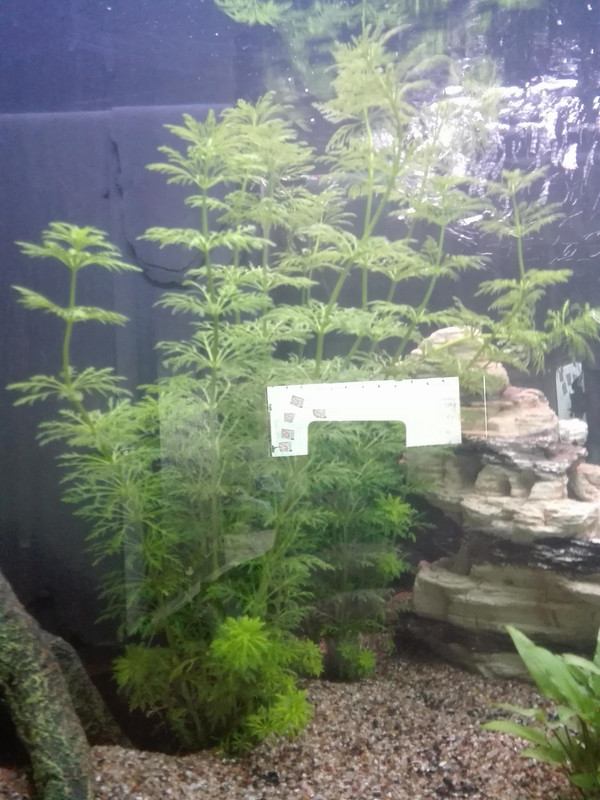 30126463_1716700571721067_1024921035_o