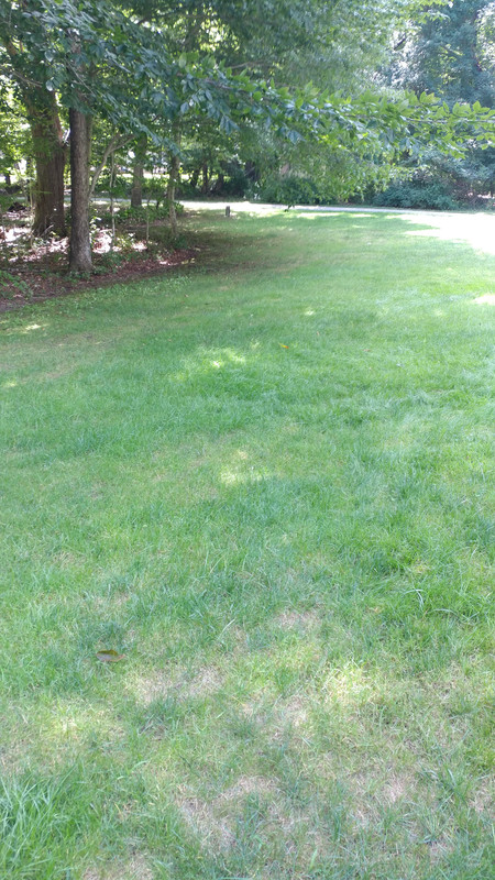 Shady lawn