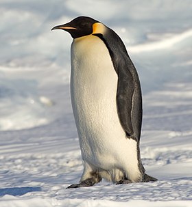 [Image: 280px-Emperor-Penguin-Manchot-empereur.jpg]