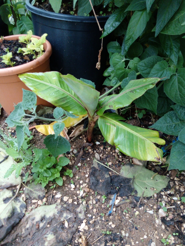 DSC_0331_resized_20190623_072208261