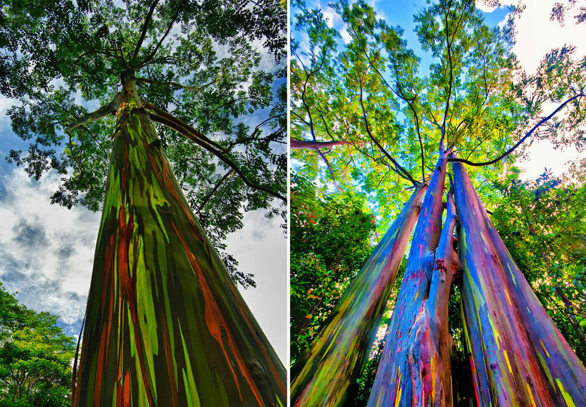 Rainbow-Eucalyptus-Trees-Hawaii-4