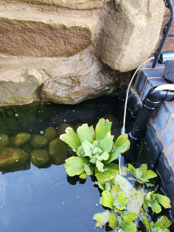 17302185566556357755975982890584