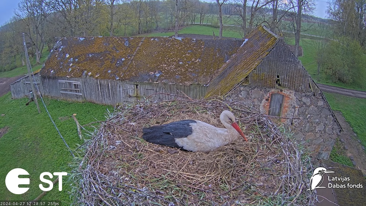 Baltie stārķi (Ciconia ciconia) Tukuma novadā - LDF tiešraide __ White storks in Tukums, Latvia 10-1
