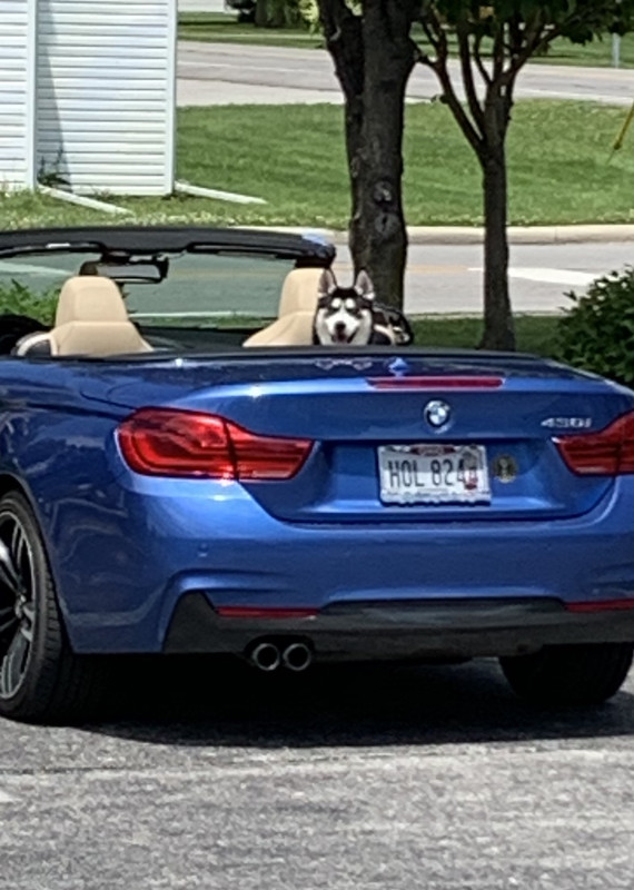 Why do dogs sit in the driver's seat?