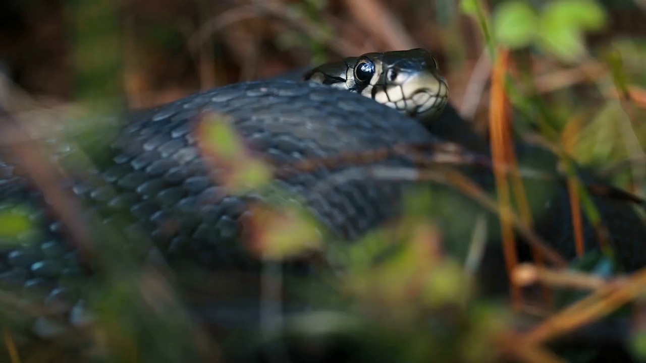Bridgewater Triangle - Paranormal Vortex (2022) 1080p WEBRip x265 An0mal1.mkv_snapshot_00.13.32.178