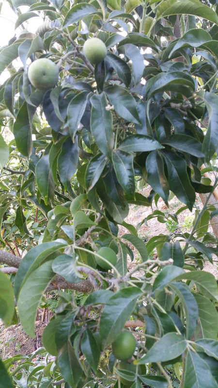 White Sapote Fruits2 (Suebelle7)
