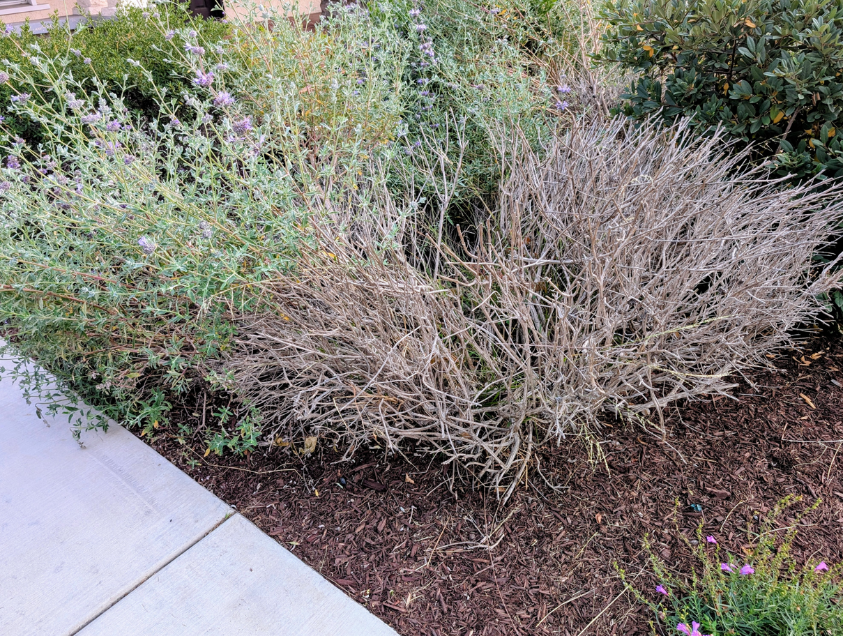 sage