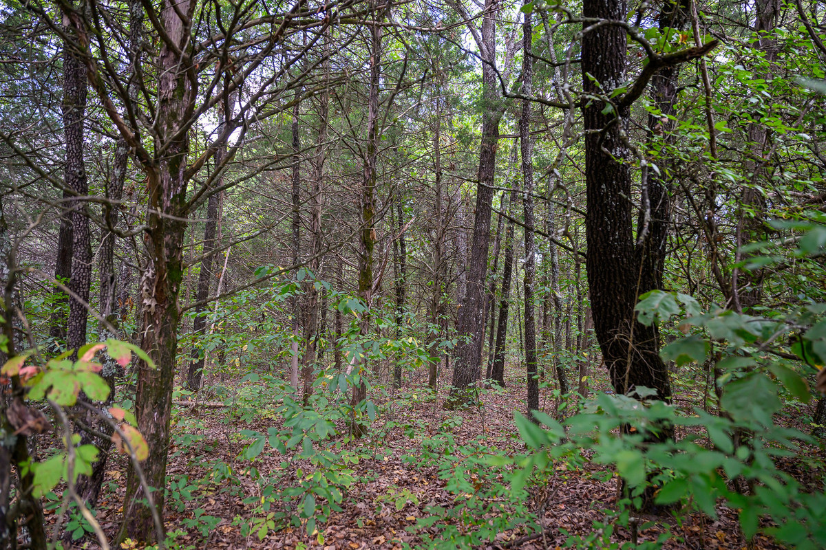 2 adjoining lots make a half acre!