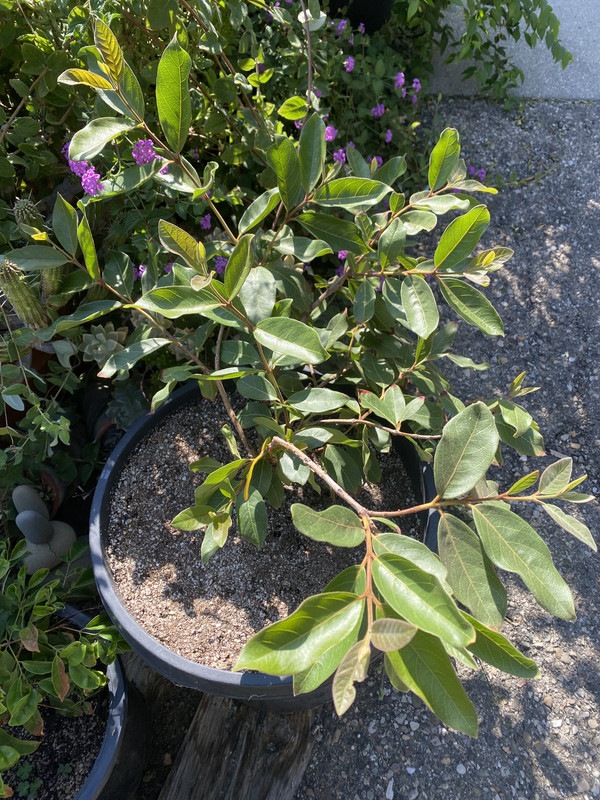 43ACF107-469F-4A35-AF8C-D479B623CEAD