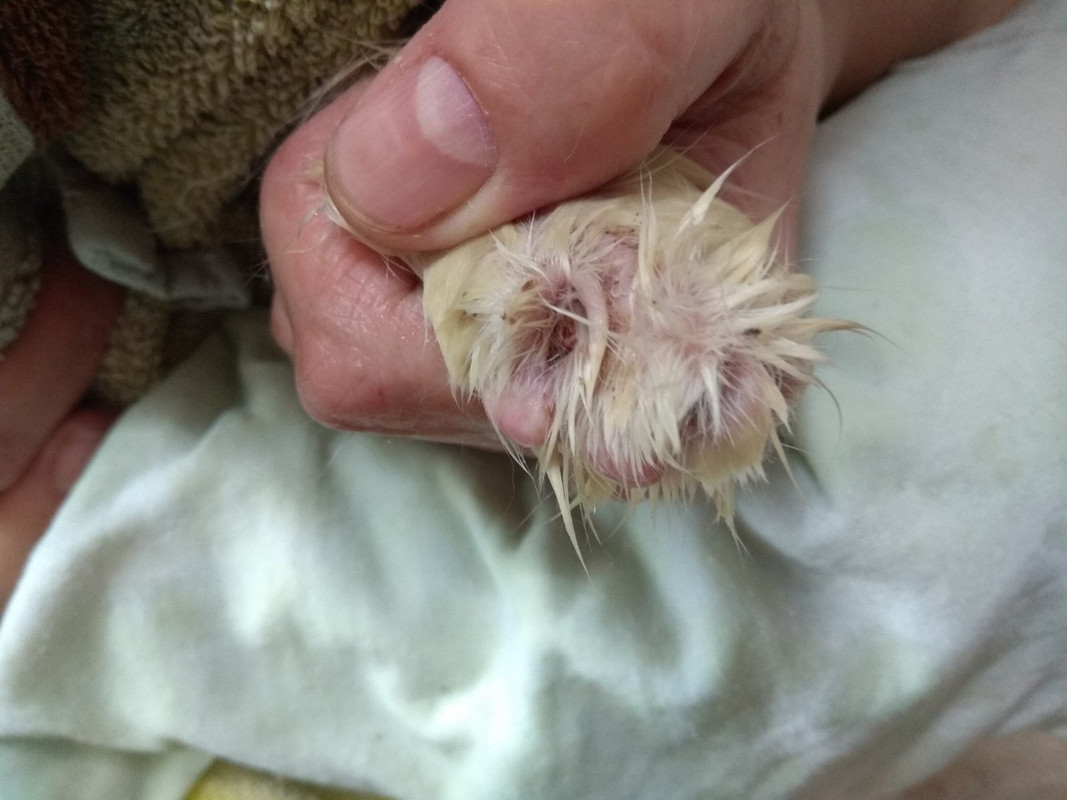 первая передняя1