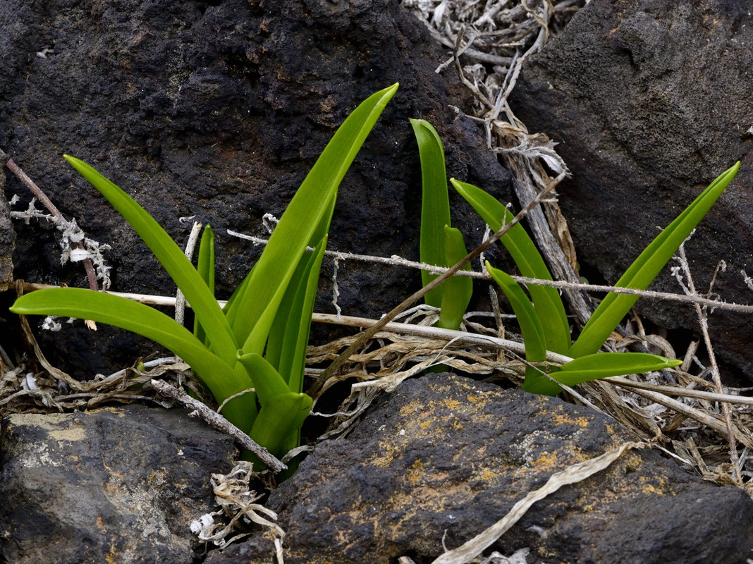 Aceite de Lino Orgánico - Planeta Verde