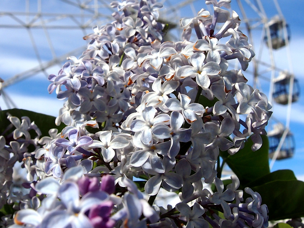 Воронеж, весна, макро, цветы Воронеж, весна, макро, цветы