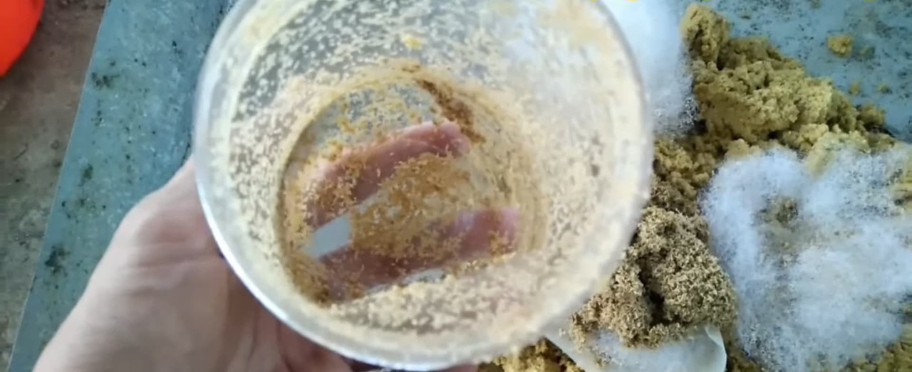 bsf-larvae-sticking-on-the-side-of-egg-jar.jpg