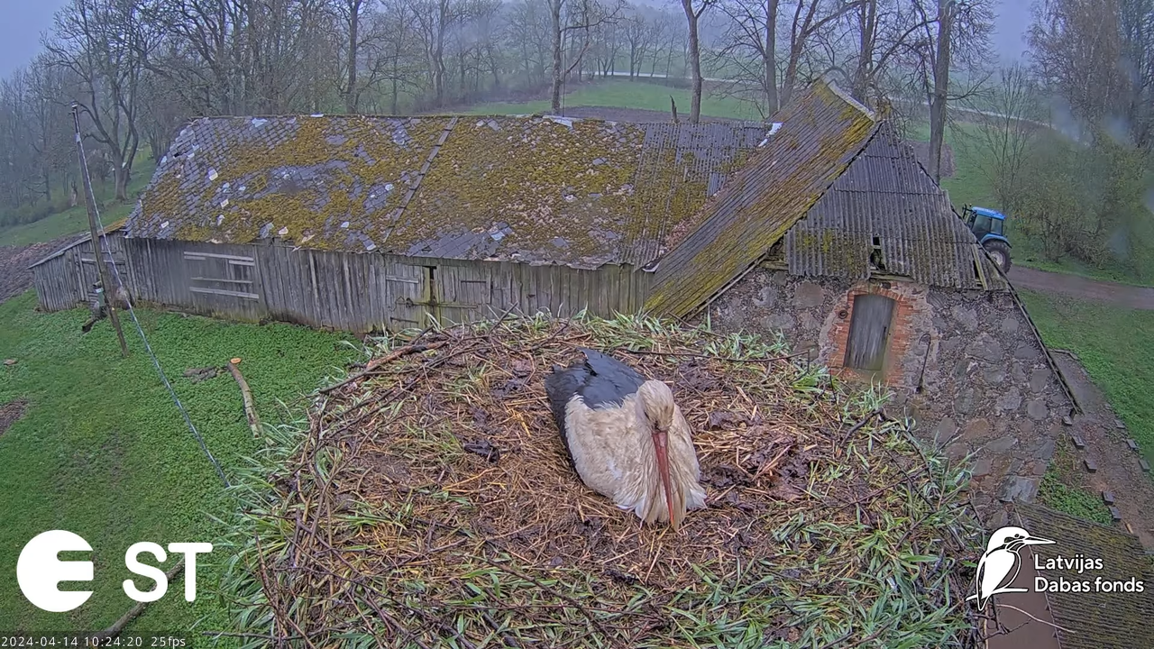 Baltie stārķi (Ciconia ciconia) Tukuma novadā - LDF tiešraide __ White storks in Tukums, Latvia 14-1