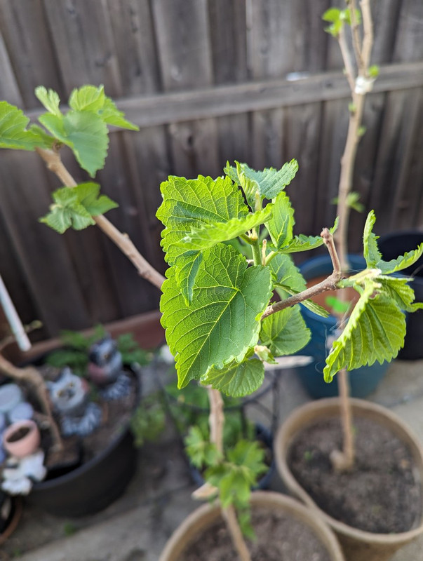 PXL_20240411_010440223 - Copy (2)