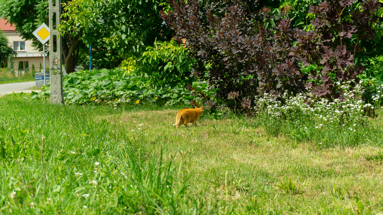 DSC07786.jpg