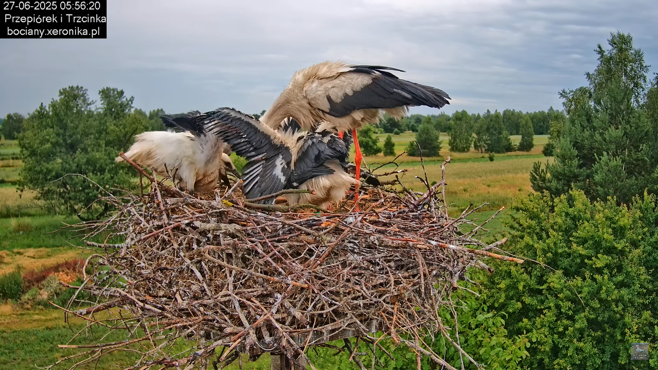 27062025bociany8