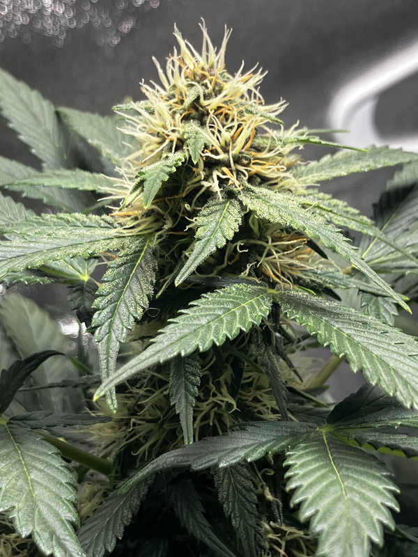 B603AA75-EFC8-4E5A-8D9A-924A8B6D9C35